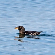 Adult breeding plumage. Note: 