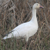 Adult. Note: blocky head and heavy bill with large "grin patch."