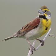 Male Male